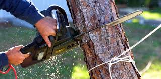 Best Emergency Tree Removal  in Groveland, ID