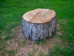 Trusted Groveland, ID Tree Services Experts