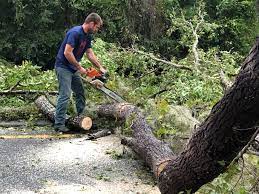 Best Lot and Land Clearing  in Groveland, ID