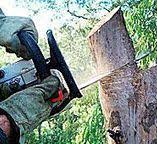 Best Arborist Consultation Services  in Groveland, ID