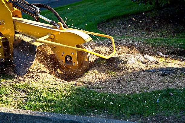 Best Lawn Grading and Leveling  in Groveland, ID